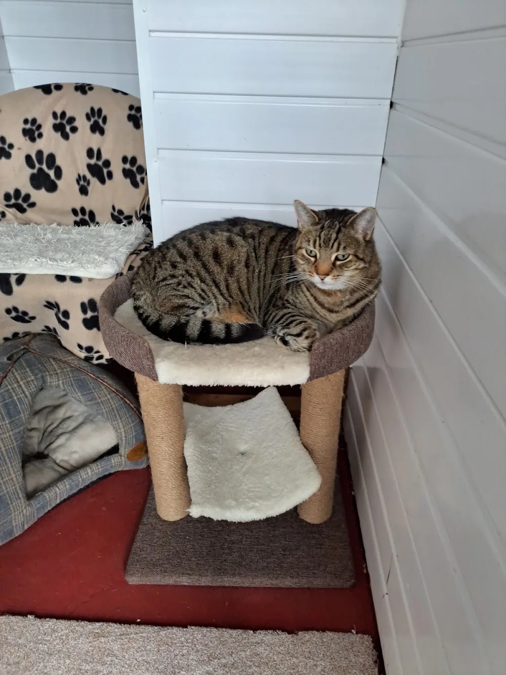 Milldene Farm Cattery - Gateshead pet otel görseli 3