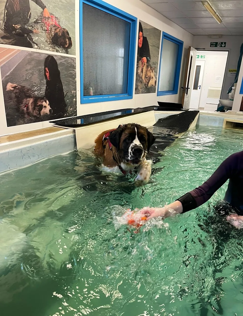 Mypetstop Pet Boarding and Care Centre Washington - Gateshead pet otel görseli 3