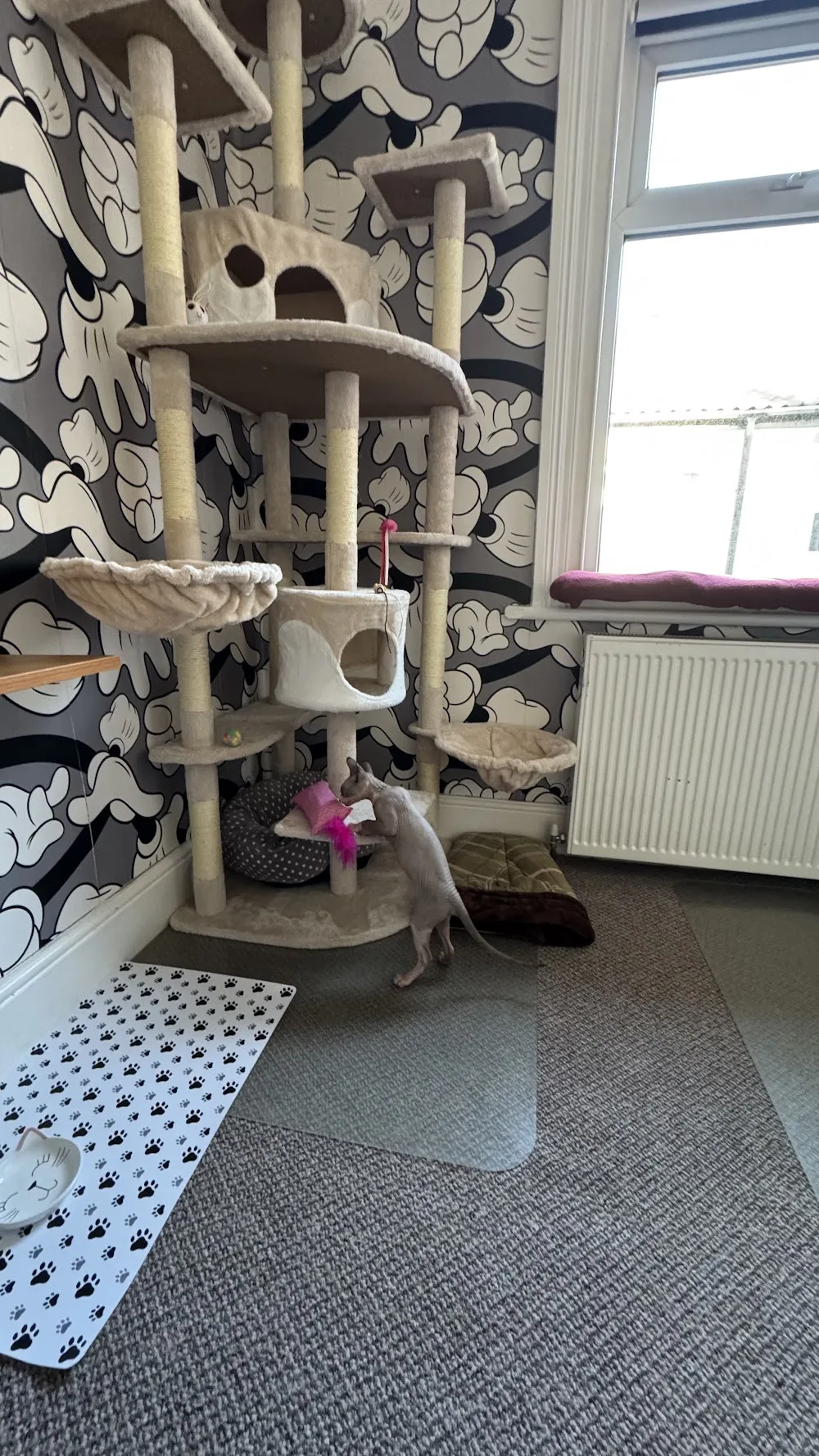 The Cat's Pyjamas Hotel - Gateshead pet otel görseli 2
