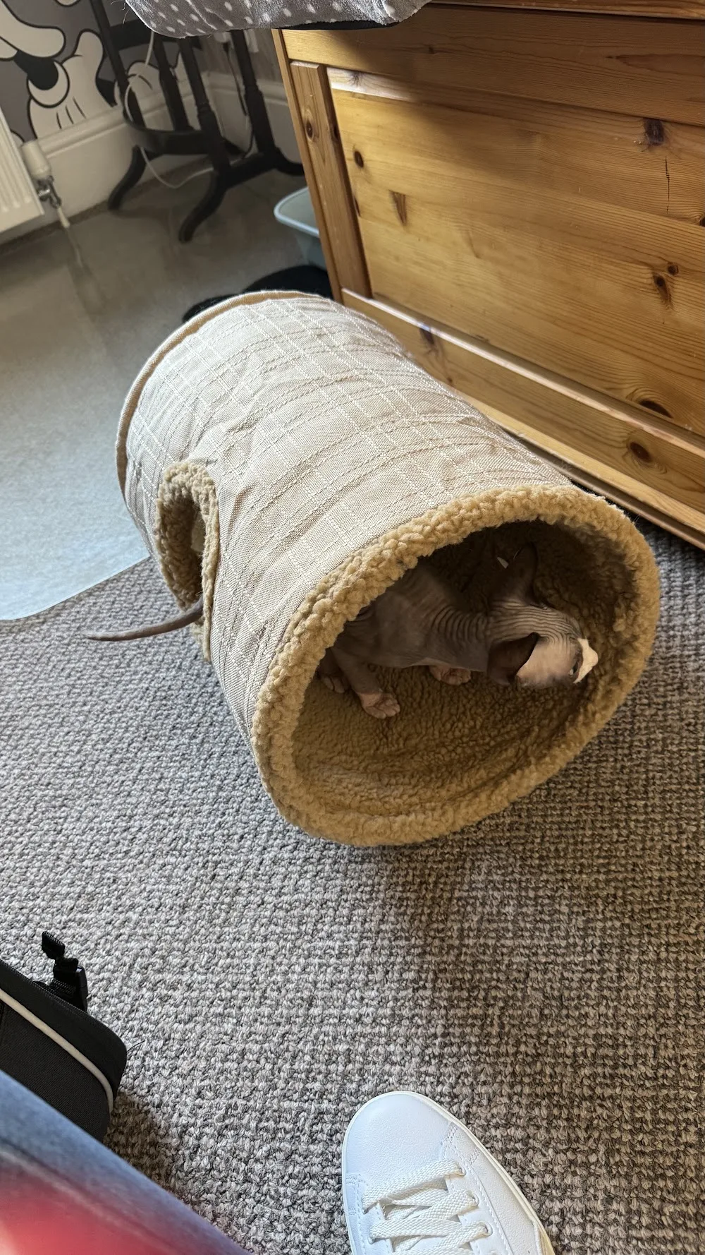 The Cat's Pyjamas Hotel - Gateshead pet otel görseli 3