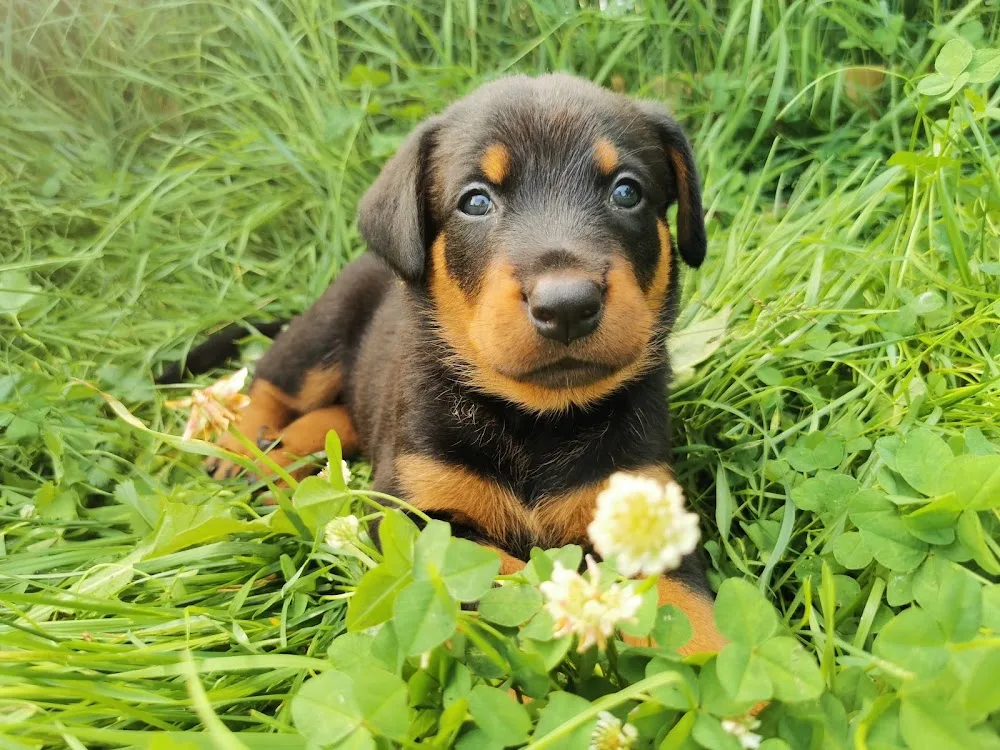 Agriper's Kennel - Gävleborg pet otel