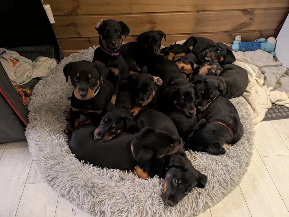 Agriper's Kennel - Gävleborg pet otel görseli 3