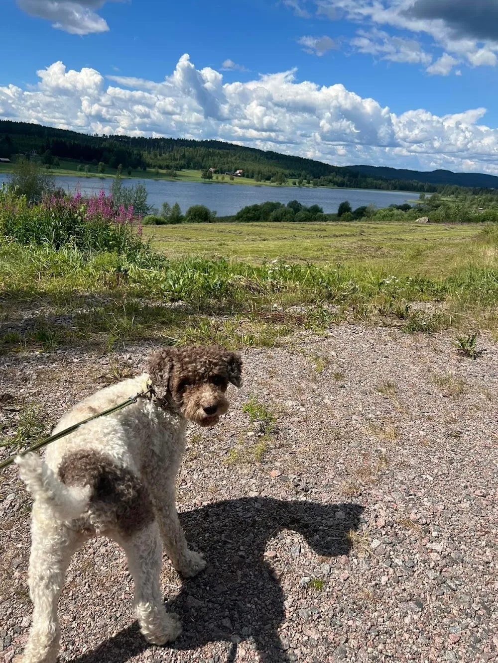 Sjöviks hundpensionat - Gävleborg pet otel