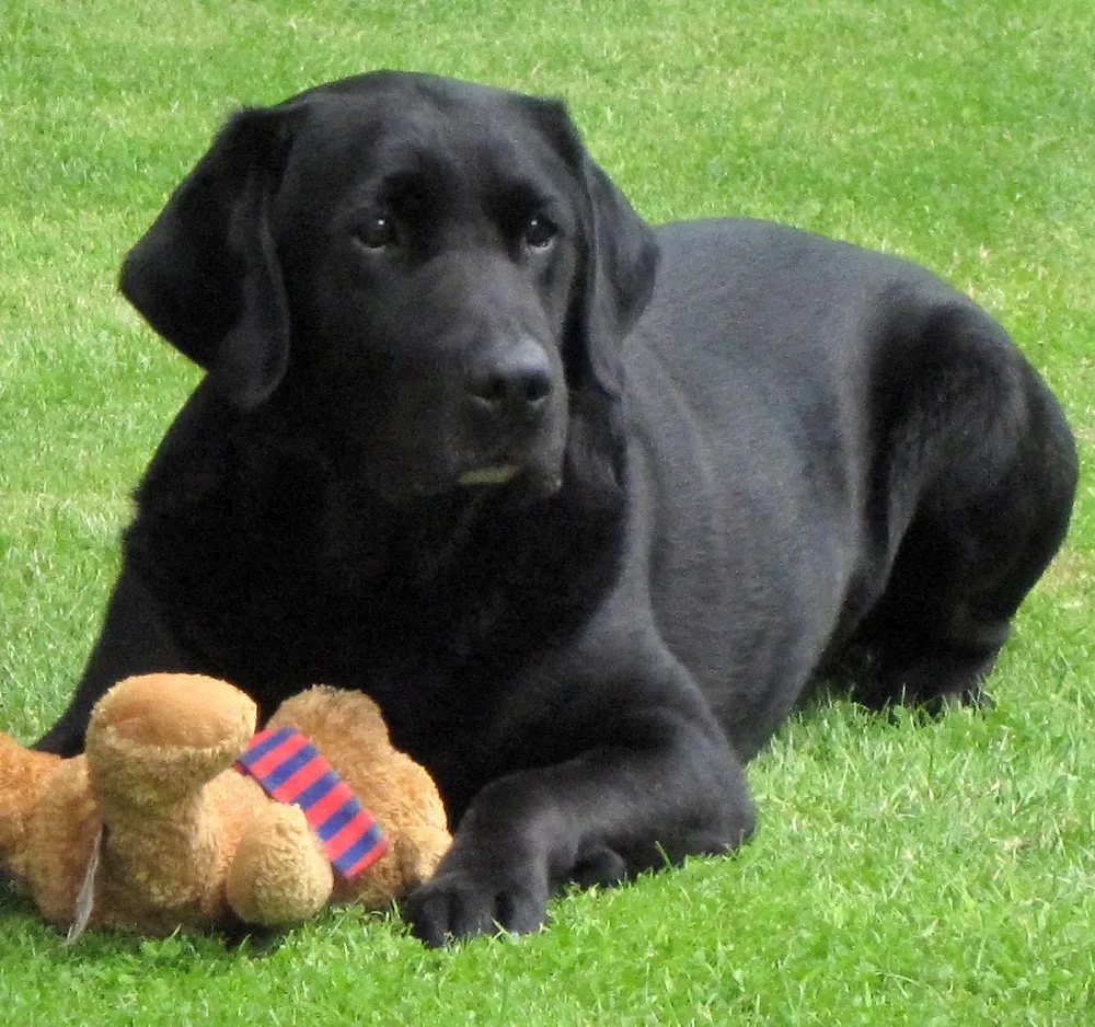 Hunscote Kennels - Gaydon pet otel görseli 3