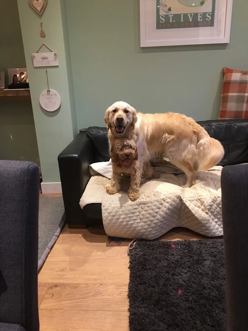 Pillerton Paws - Boarding & Walking - Gaydon pet otel görseli 2