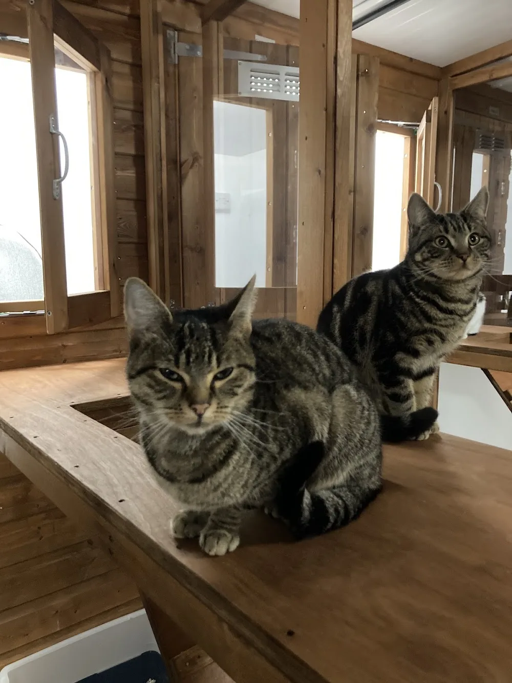 Pipers Bath Cattery - Gaydon pet otel görseli 2