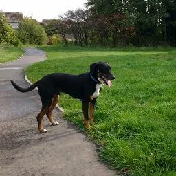 The Coppice Boarding Kennels & Cattery - Gaydon pet otel görseli 5