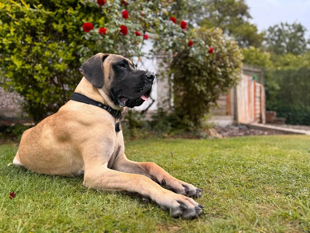 The Willows Dog Home Boarding - Gaydon pet otel görseli 2