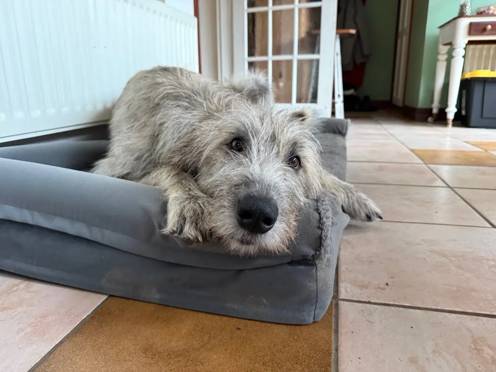The Willows Dog Home Boarding - Gaydon pet otel görseli 3