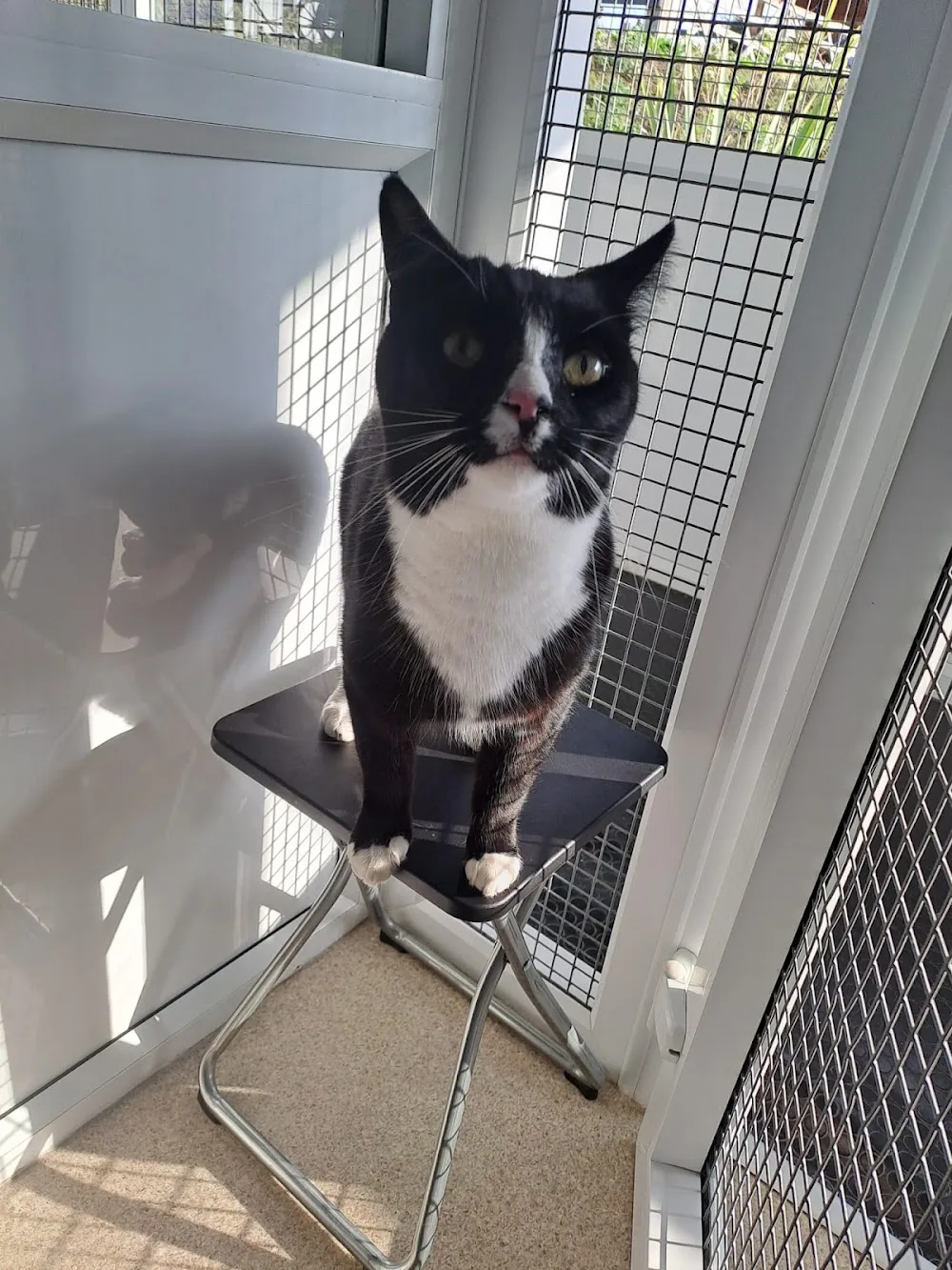 Warwickshire Cat Hotel - Gaydon pet otel görseli 4