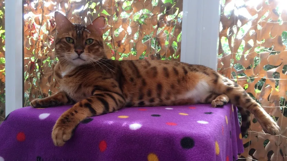 Anastasia's Cat Hotel - Bedford pet otel