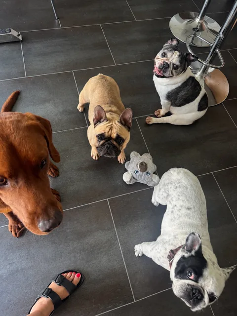 Bulldice Home Dog Boarding - Bedford pet otel