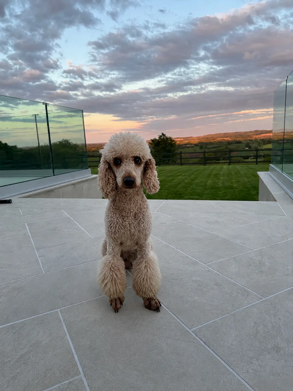 Bulldice Home Dog Boarding - Bedford pet otel görseli 3