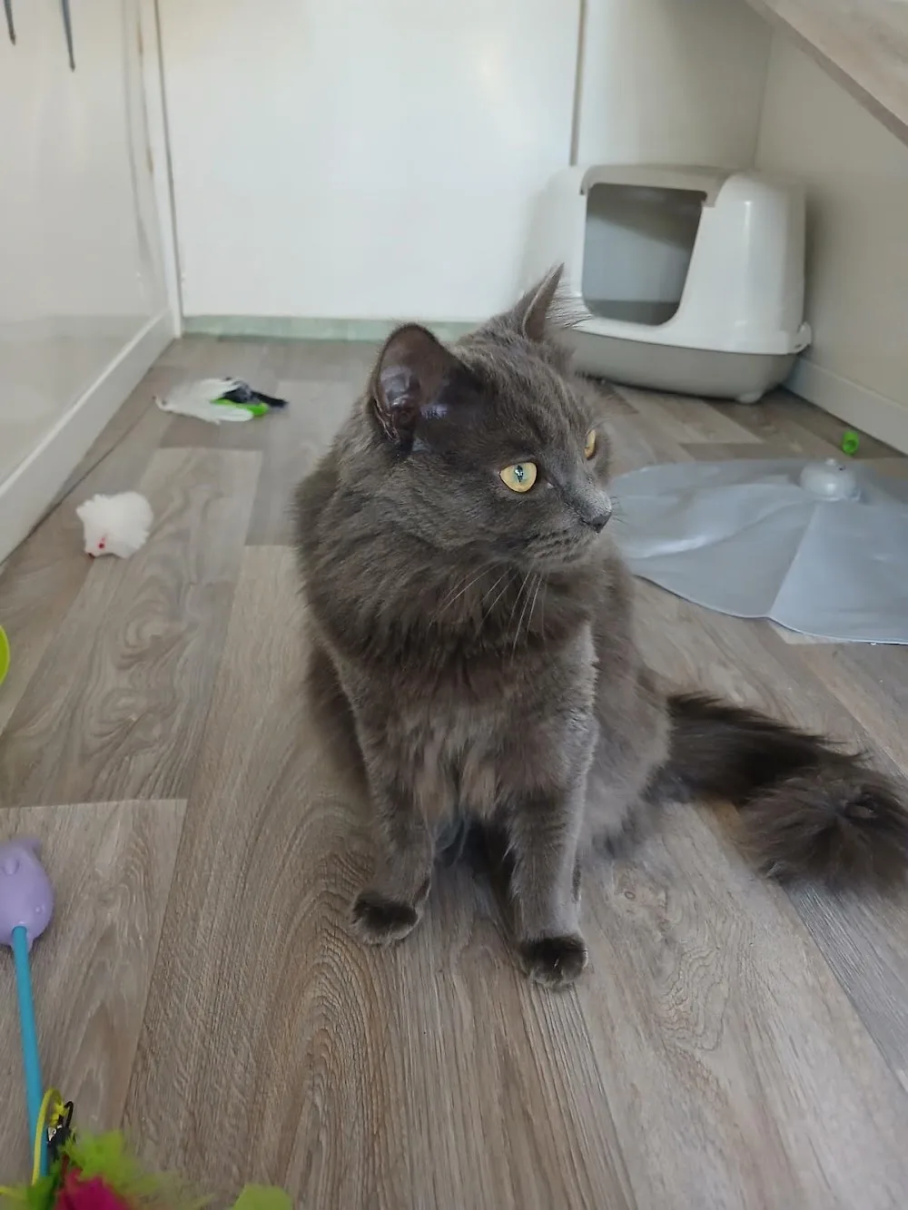 Catalie's Cattery - Bedford pet otel görseli 3