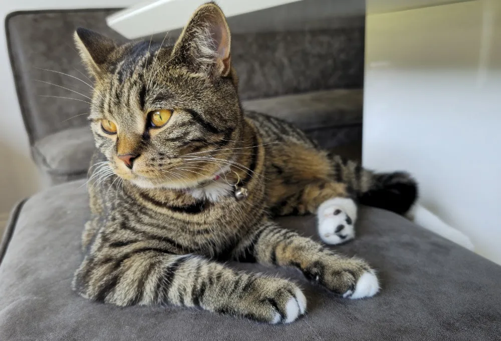 Cats Country Club Cattery - Bedford pet otel