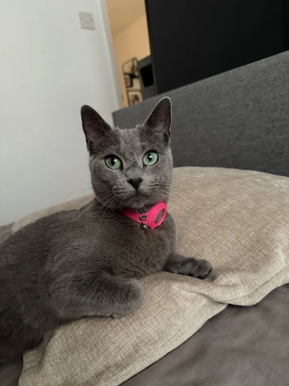Cats Country Club Cattery - Bedford pet otel görseli 3