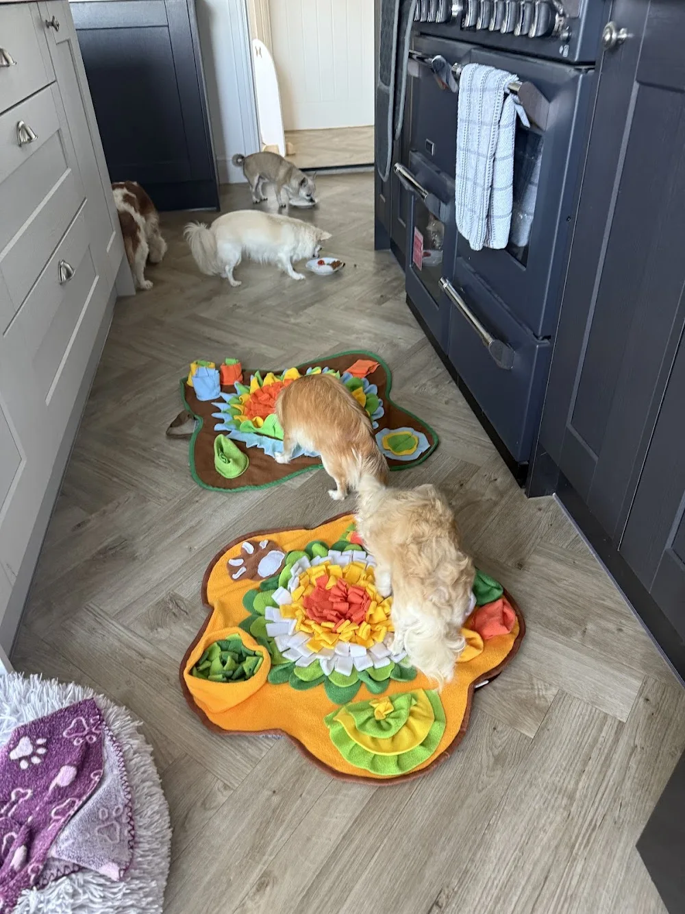 Chihuahua Country Club & Small Breeds Boarding - Bedford pet otel