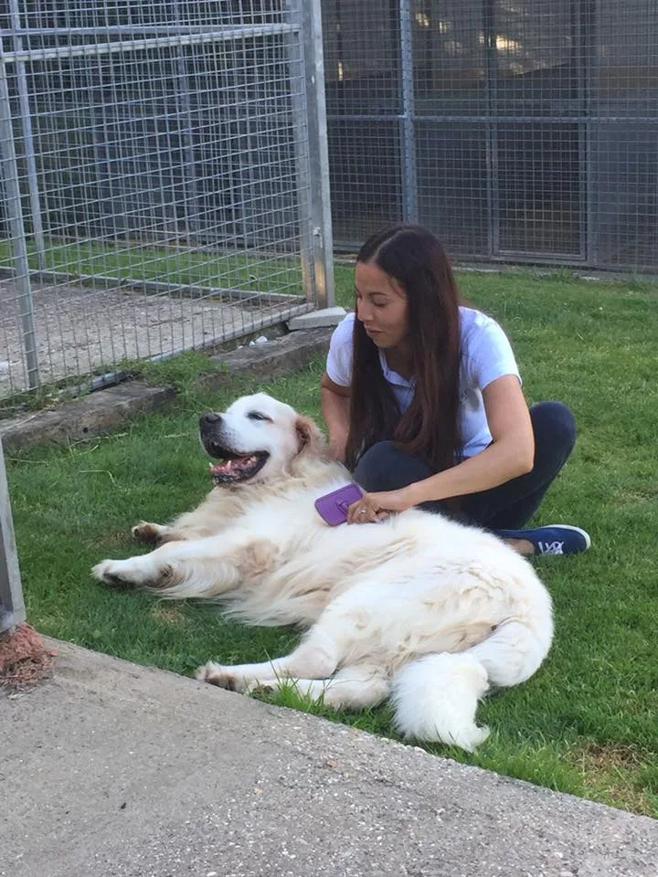 Country House Kennels & Cattery - Bedford pet otel