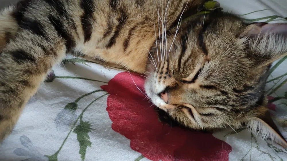 Cranfield Cattery - Bedford pet otel