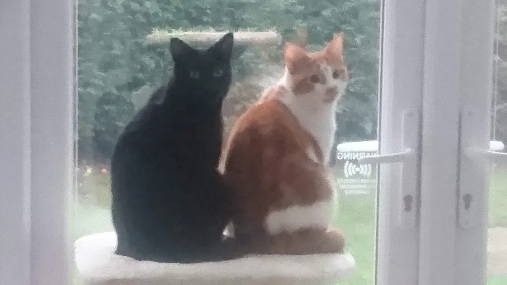 Hanscombe Cattery - Bedford pet otel