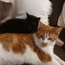 Hanscombe Cattery - Bedford pet otel görseli 4