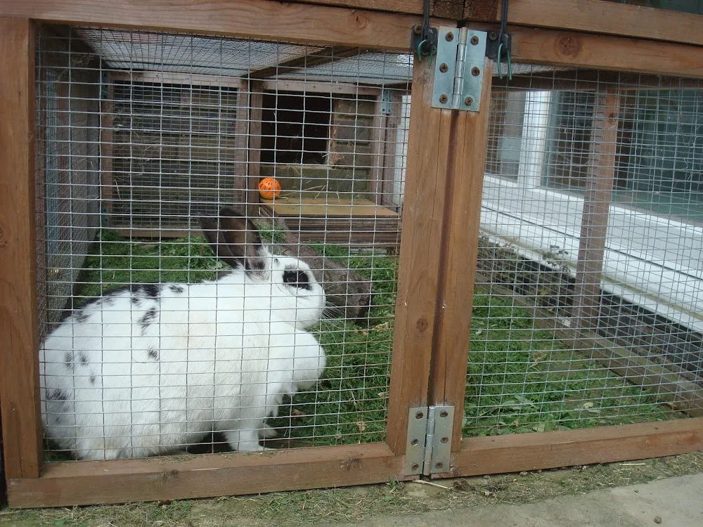 Holidays for Your Caged Pets with Sally - Bedford pet otel görseli 3