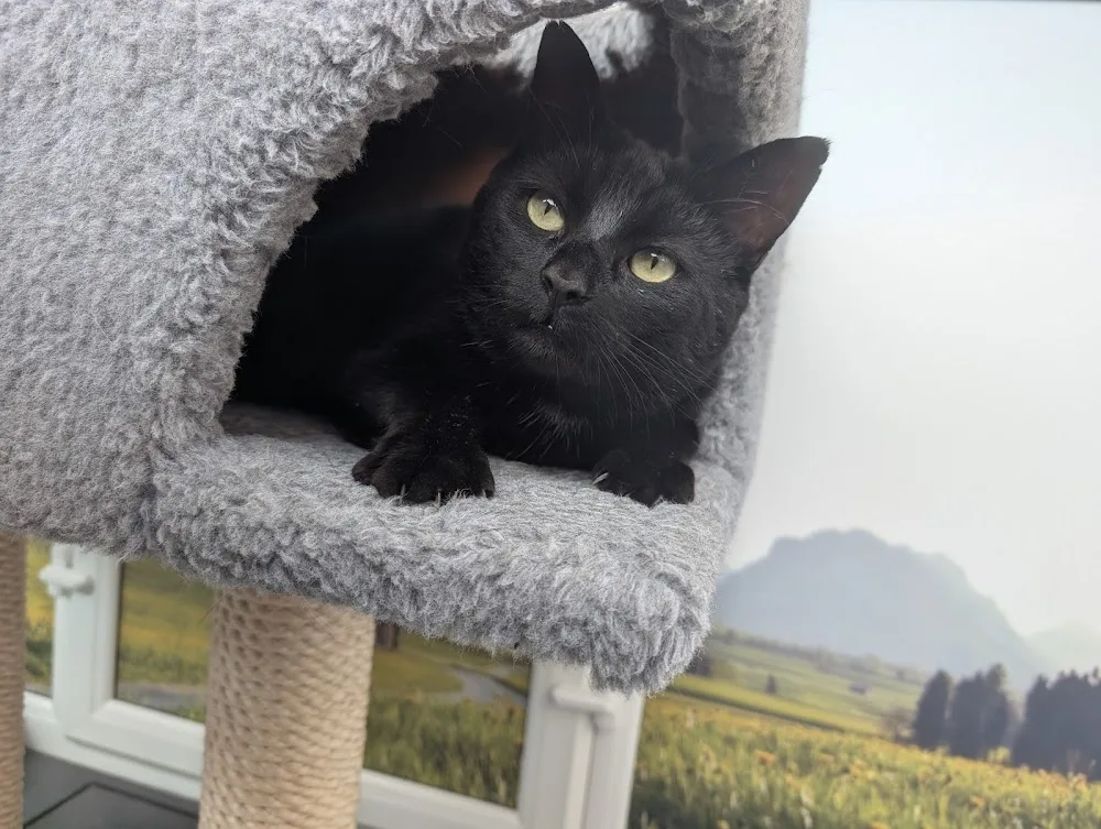 Longcroft Luxury Cat Hotel Flitwick - Bedford pet otel görseli 3