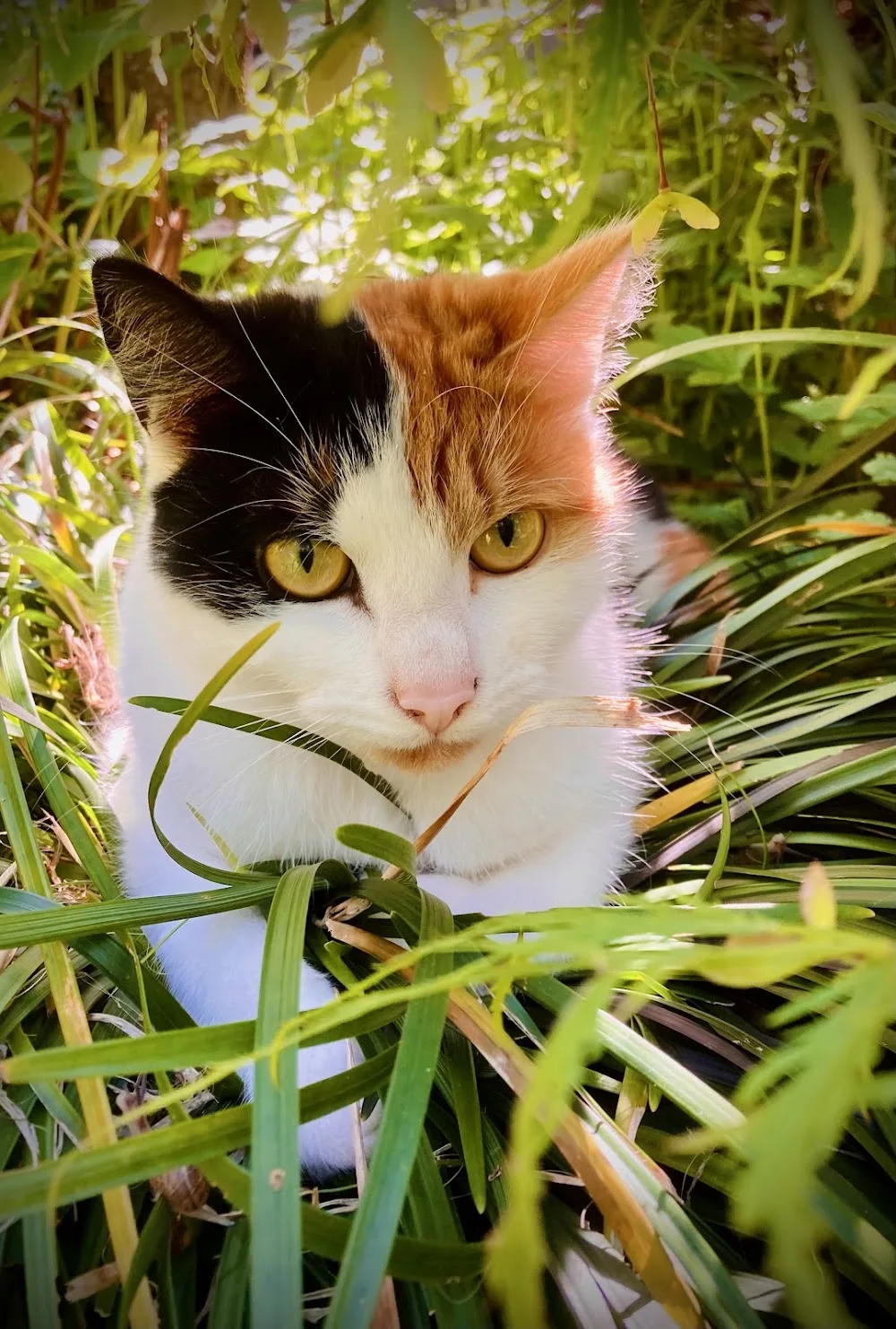 NAO Cattery - Bedford pet otel görseli 3