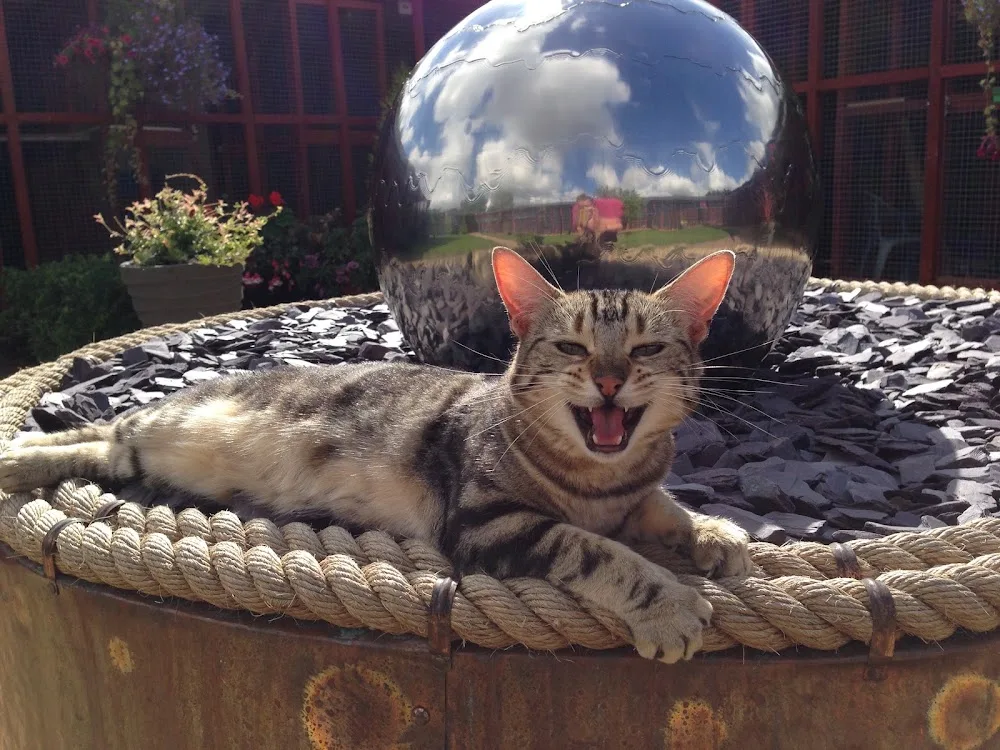 Narly Oak Boarding Cattery - Bedford pet otel