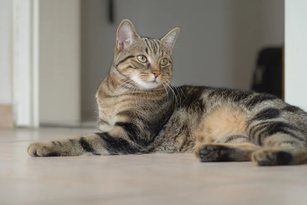 Orchard Farm Cattery - Bedford pet otel