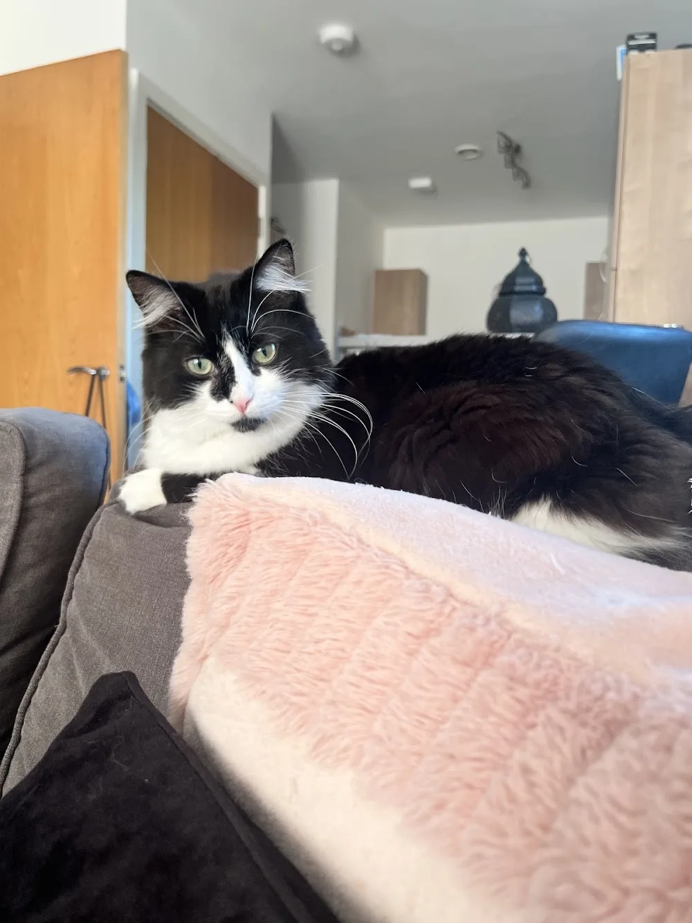 Orchard Farm Cattery - Bedford pet otel görseli 3