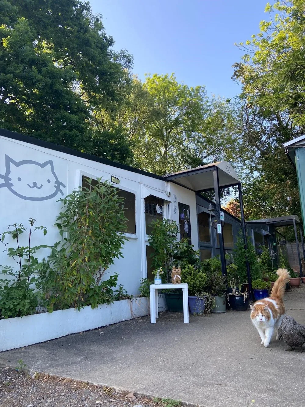 Park View Cattery - Bedford pet otel