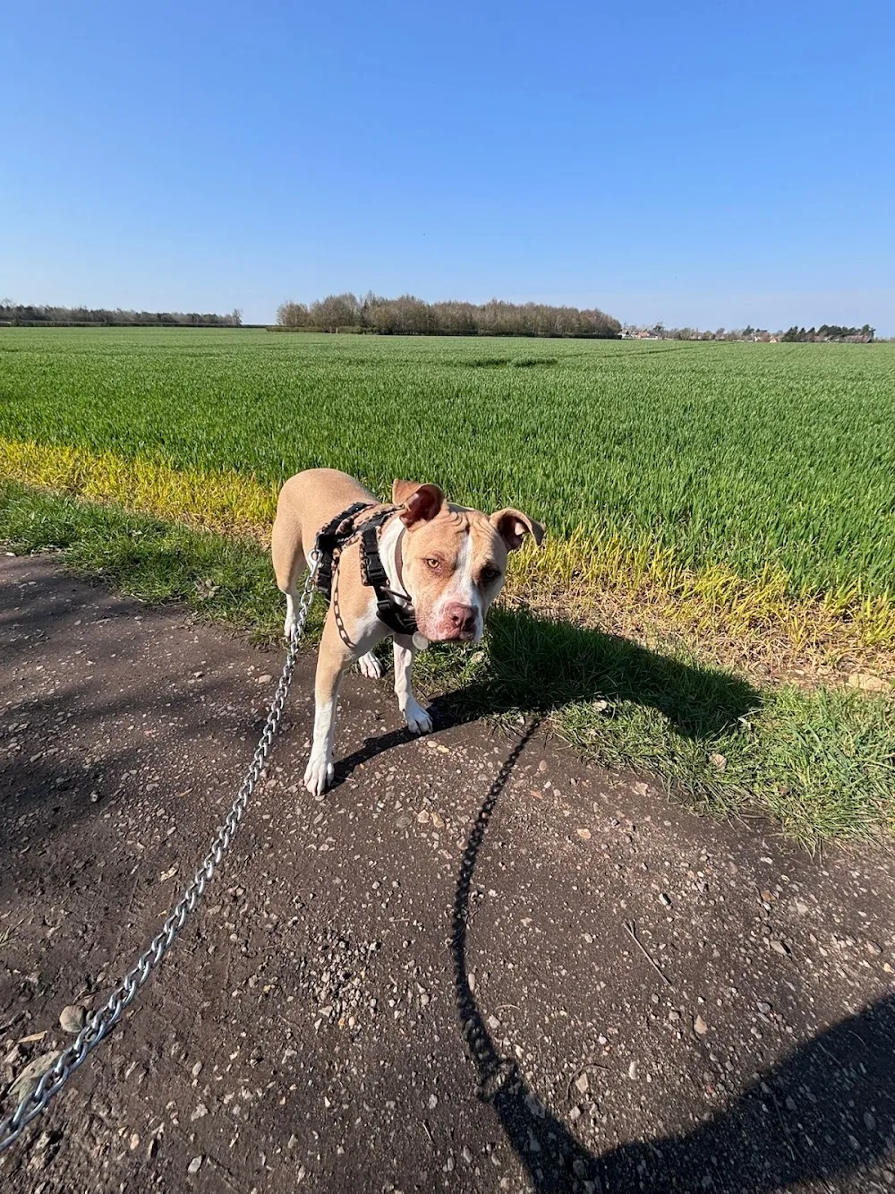 Paws pet services - Bedford pet otel