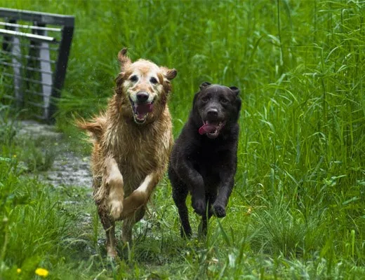 Penhazy Dog Retreat - Bedford pet otel görseli 3