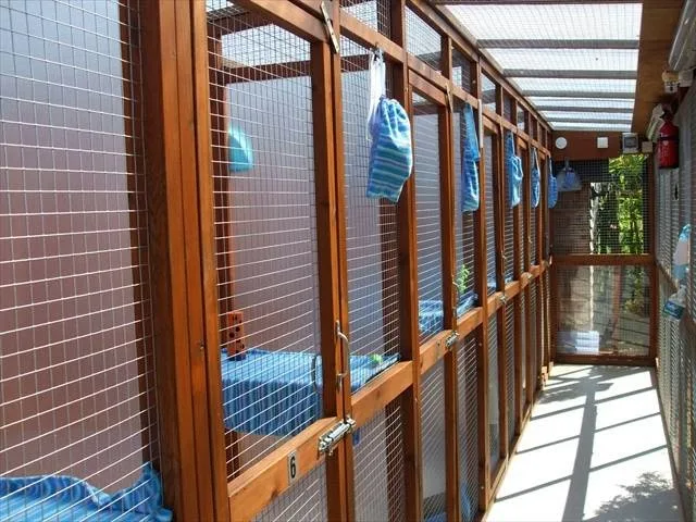 Pury End Cattery - Bedford pet otel görseli 2