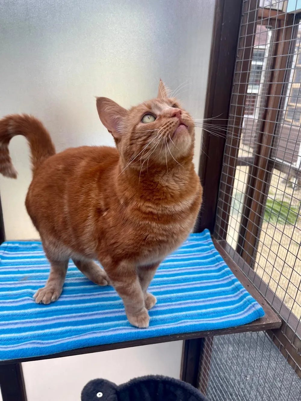 Pury End Cattery - Bedford pet otel görseli 3