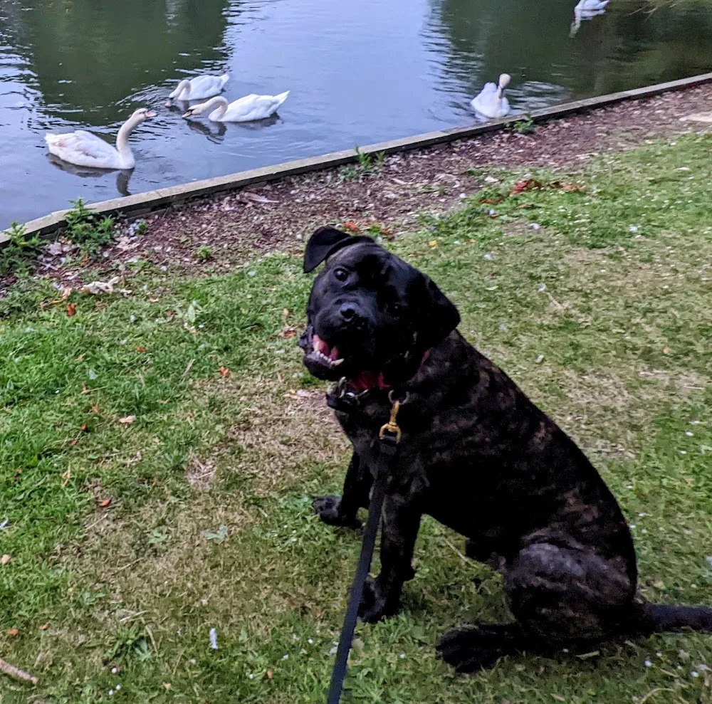 sparta kennels uk - Bedford pet otel