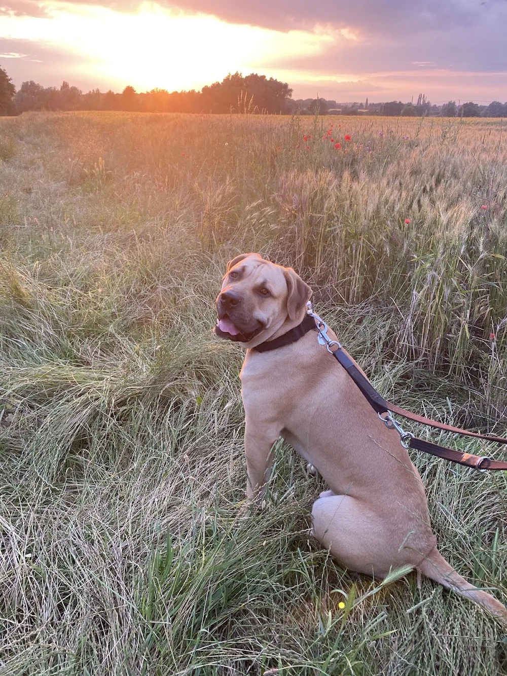 sparta kennels uk - Bedford pet otel görseli 3
