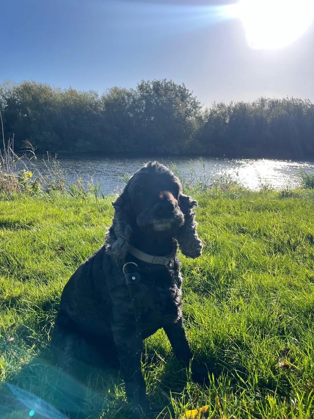 Sunrise Boarding Kennels - Bedford pet otel