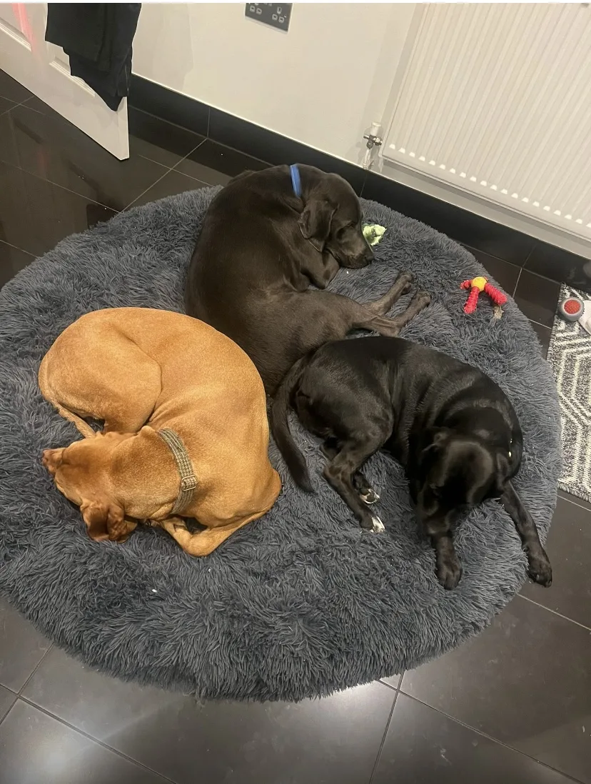Tails of Adventure - Bedford pet otel
