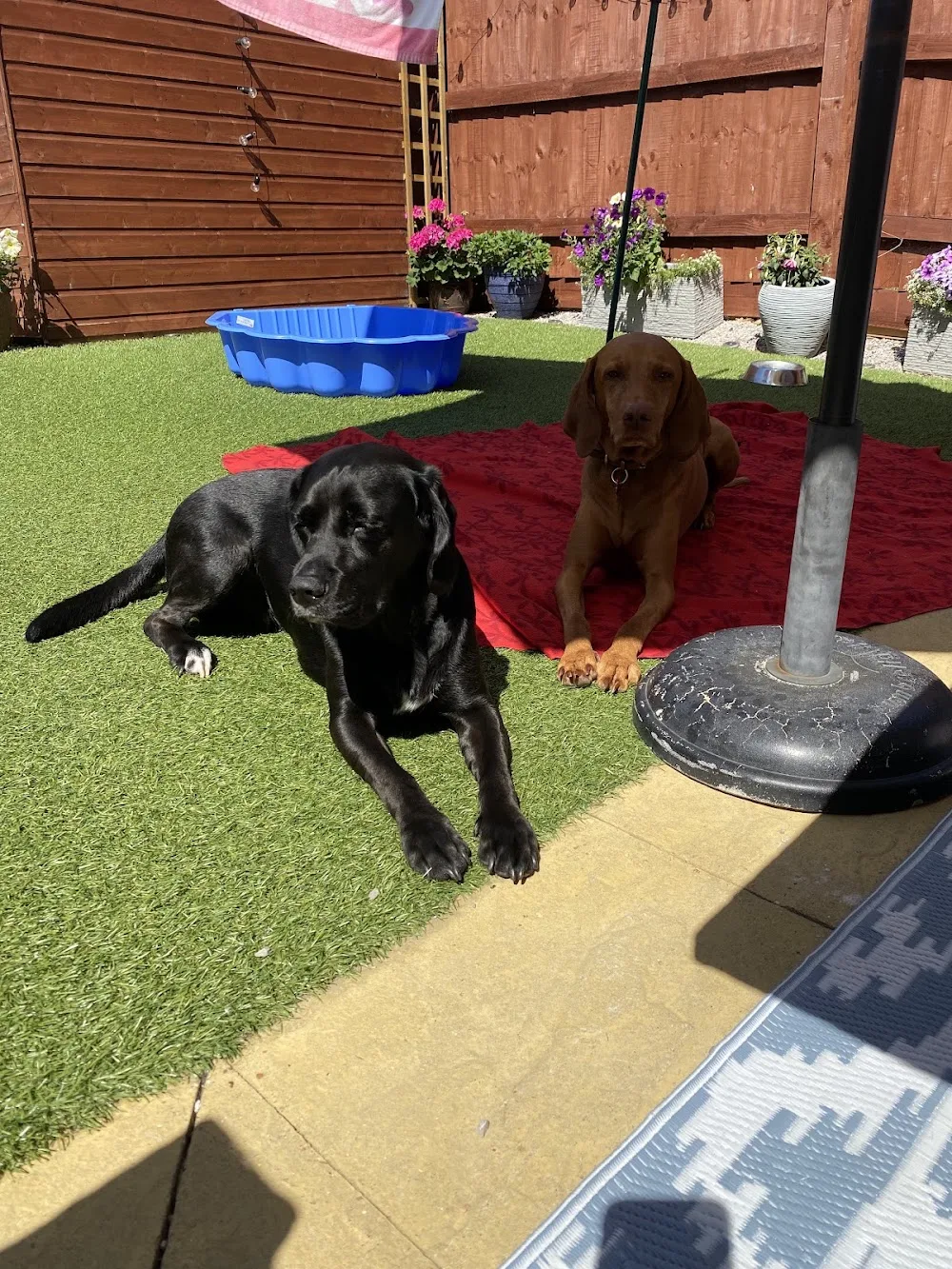 Tails of Adventure - Bedford pet otel görseli 3