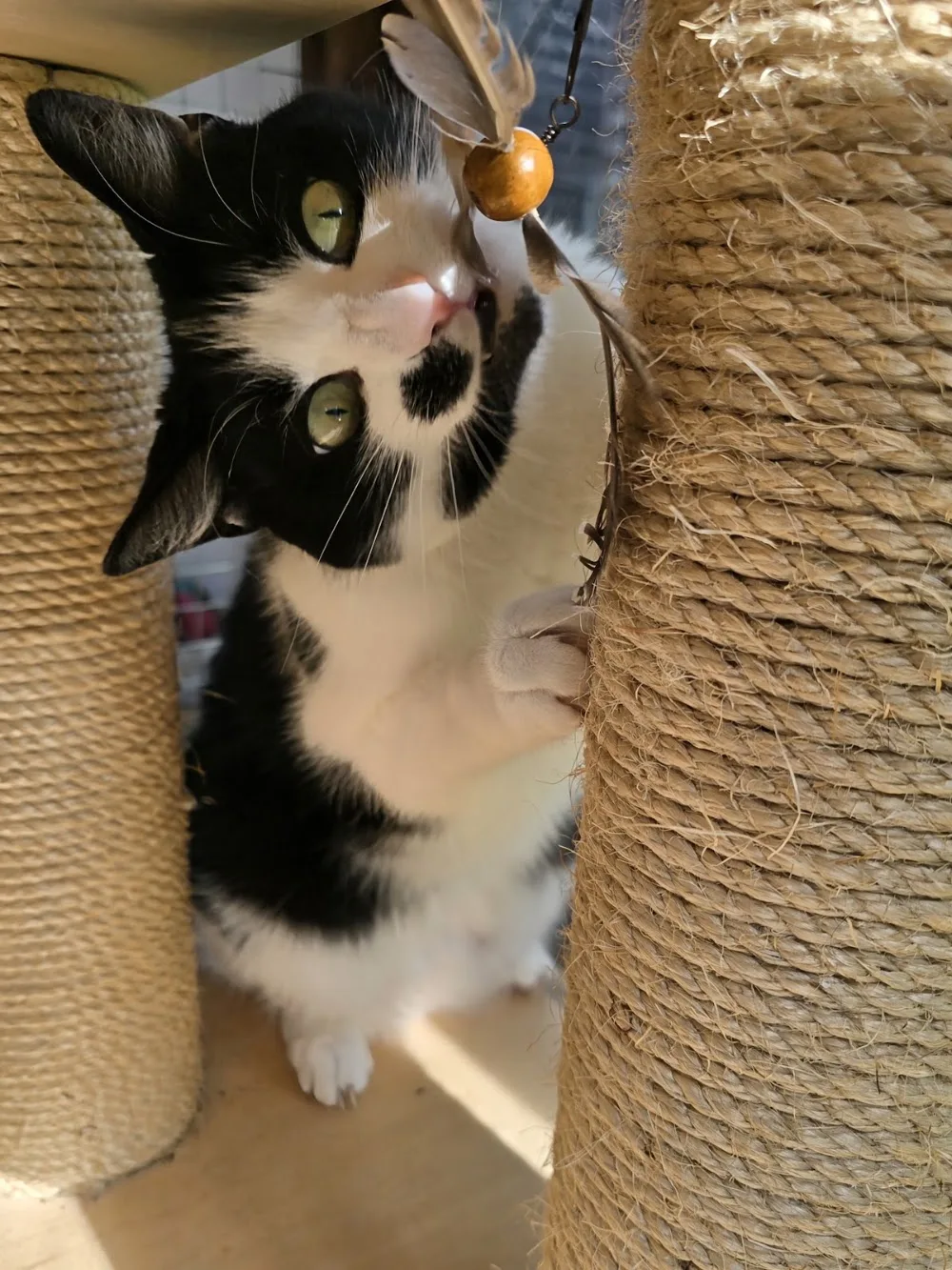 The Bluecat Cattery Ltd - Bedford pet otel görseli 3