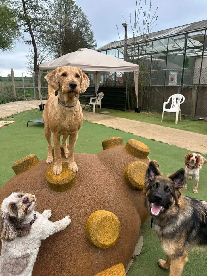 The Dog House - Bedford pet otel görseli 3