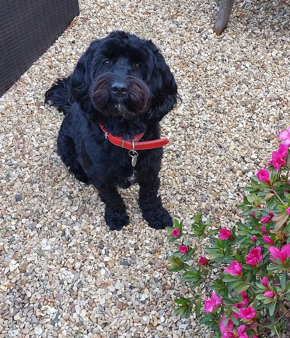 The Hearn Hotel For Dogs - Bedford pet otel görseli 3