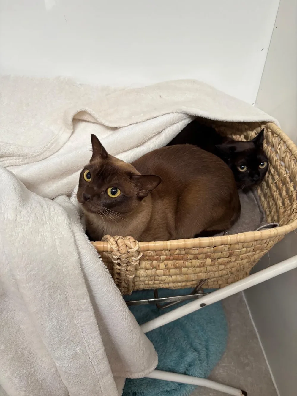 tigi - tabu cattery - Bedford pet otel