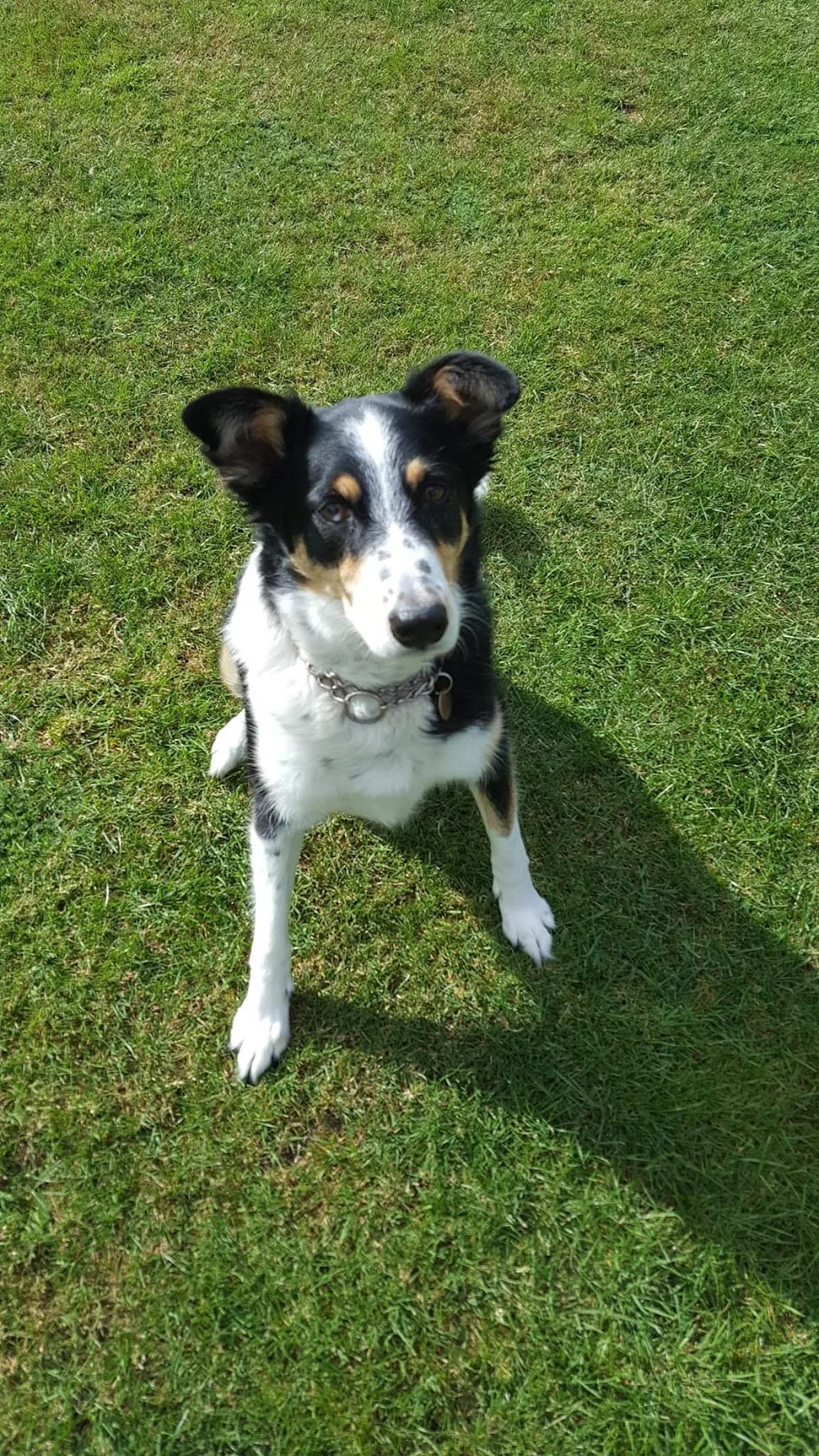 Tynehill Boarding Kennels - Bedford pet otel görseli 2