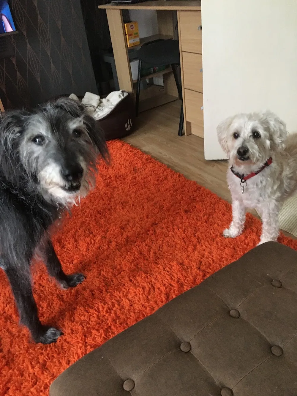 Allerton Dog Minders Liverpool - Liverpool pet otel