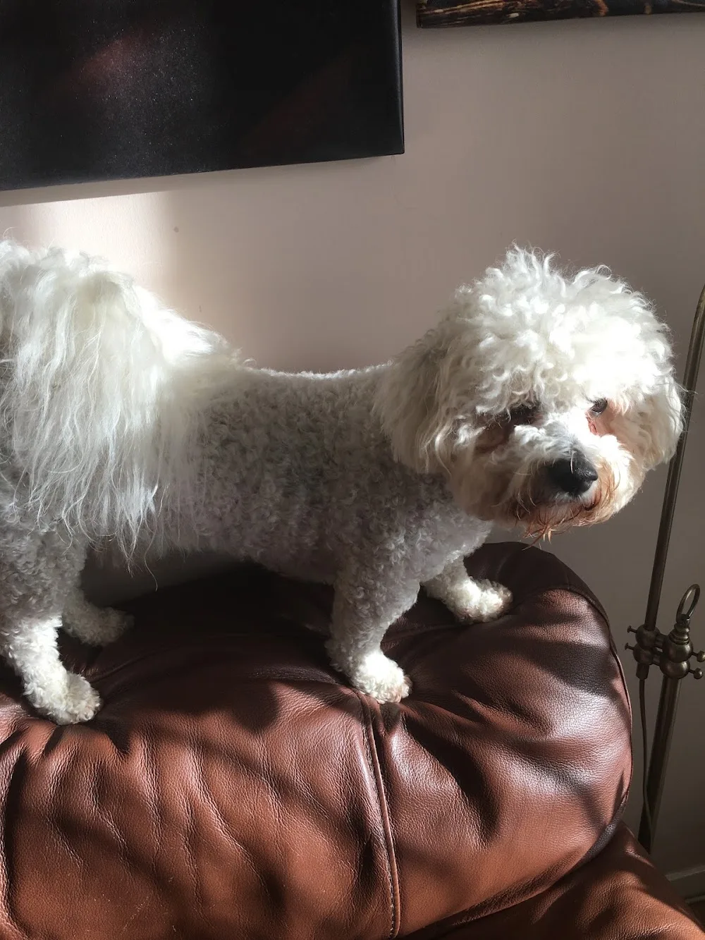Allerton Dog Minders Liverpool - Liverpool pet otel görseli 3