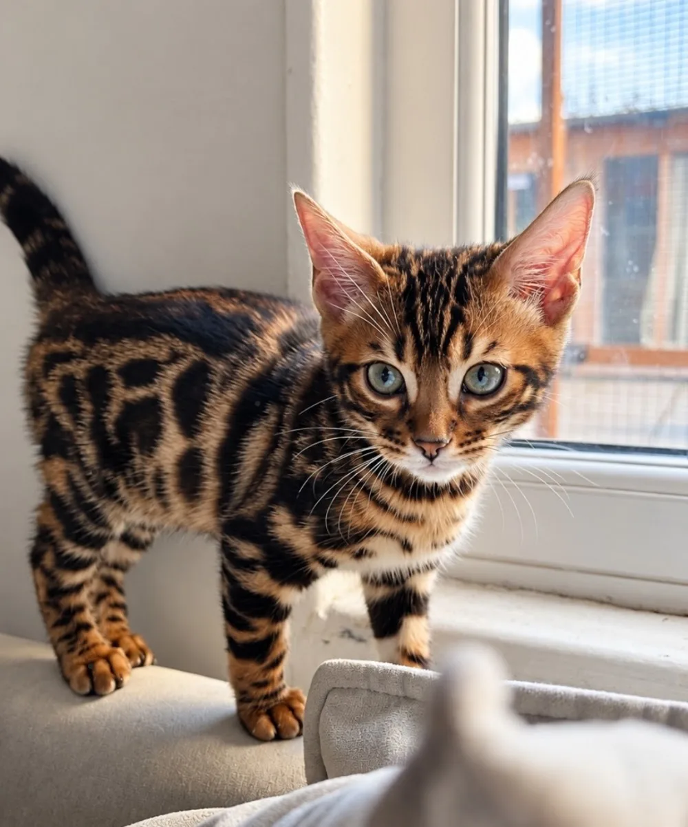 Belle Panthere Bengals - Liverpool pet otel