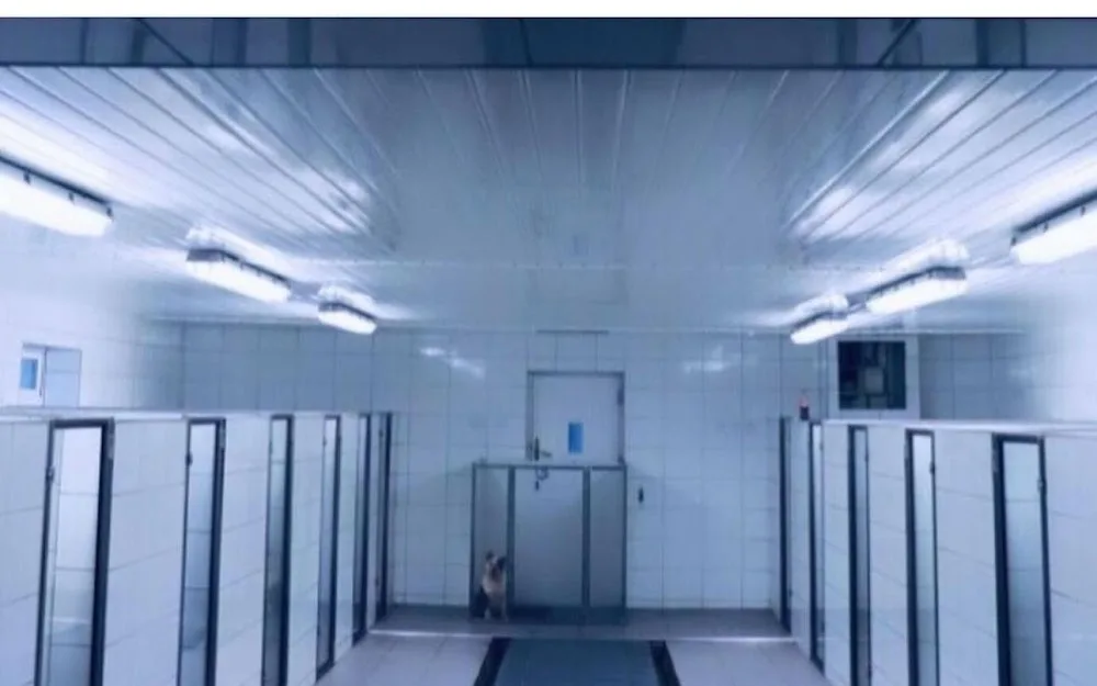 Bluebell Boarding Kennels - Liverpool pet otel
